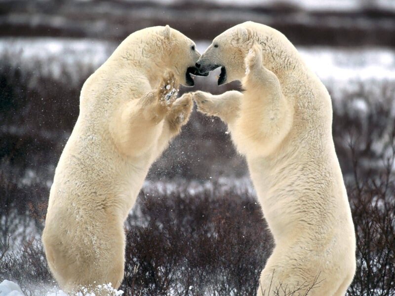 Polar Bears Fighting — White, Dramatic, Winter, Photograph, Snow, Bushes