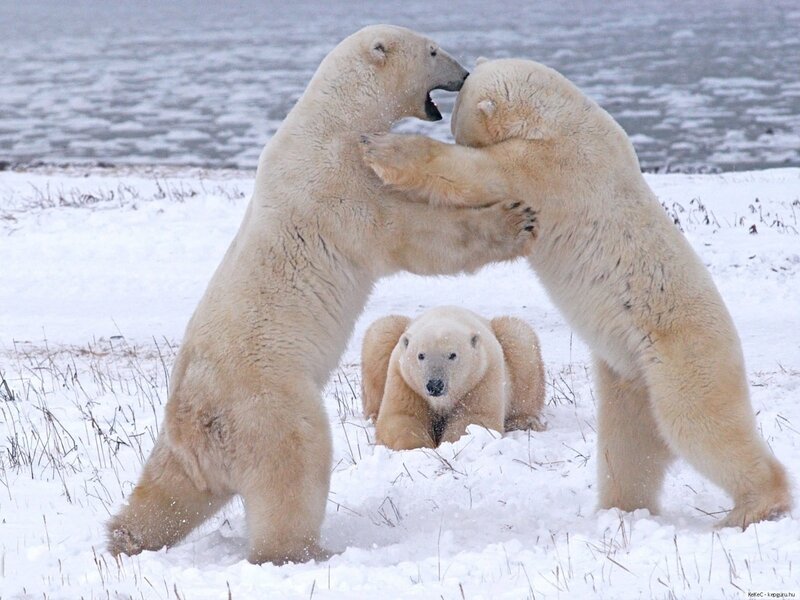 Polar Bears Fighting — White, Dramatic, Winter, Photograph, Snow, Cub, Ice