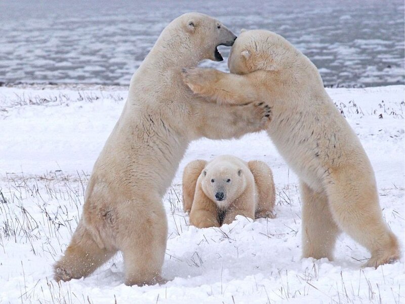 Polar Bears Fighting — White, Dramatic, Winter, Photograph, Snow, Cub