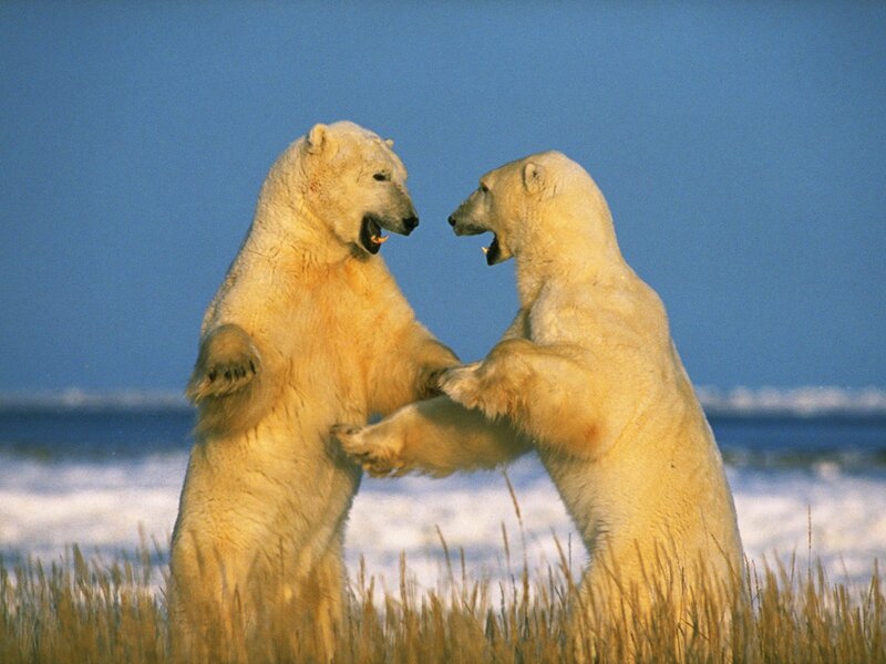 Polar Bears Fighting — White, Dramatic, Winter, Photograph, Snow, Grass