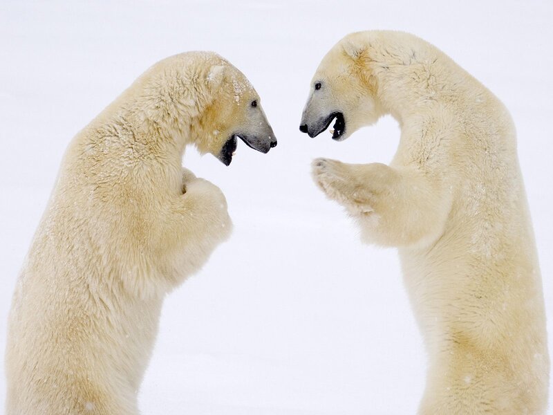 Polar Bears Fighting — White, Dramatic, Winter, Photograph, Snow