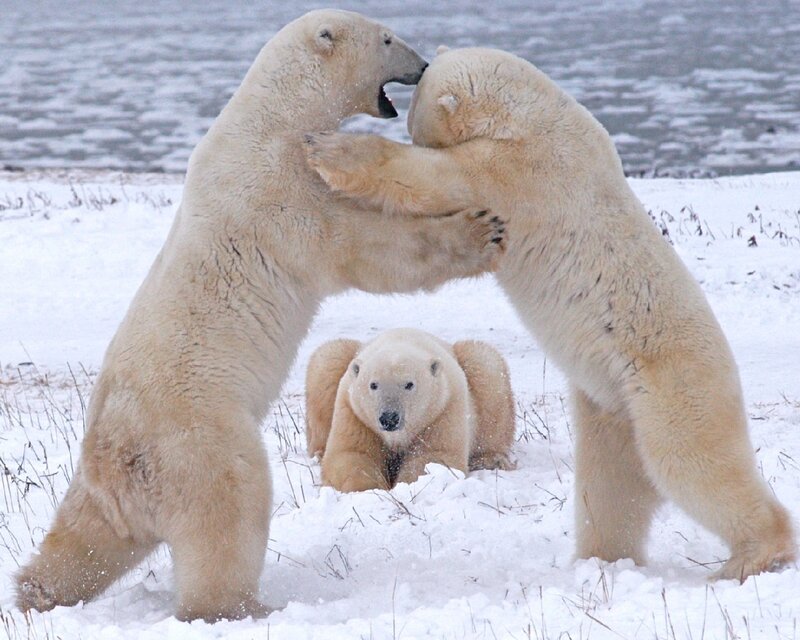 Polar Bears Fighting — White, Dramatic, Winter, Photograph