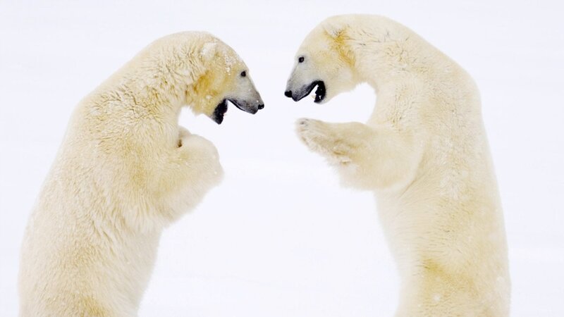 Polar Bears Fighting — White, Intense