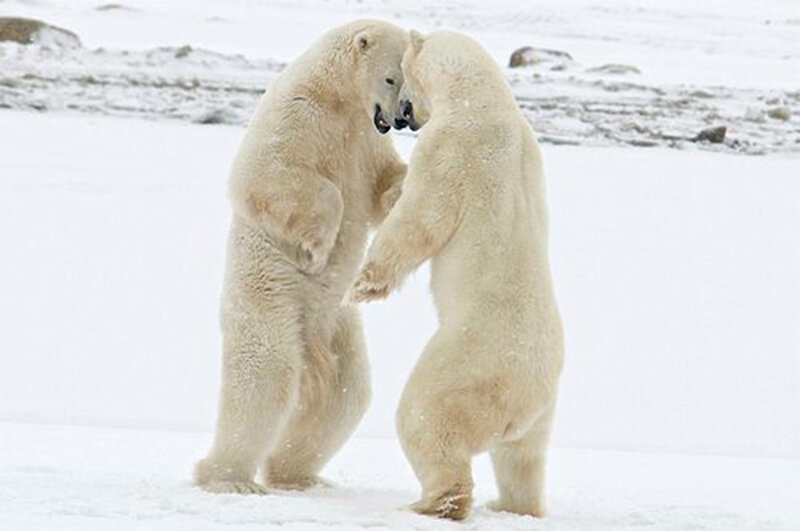 Polar Bears Fighting — White, Neutral