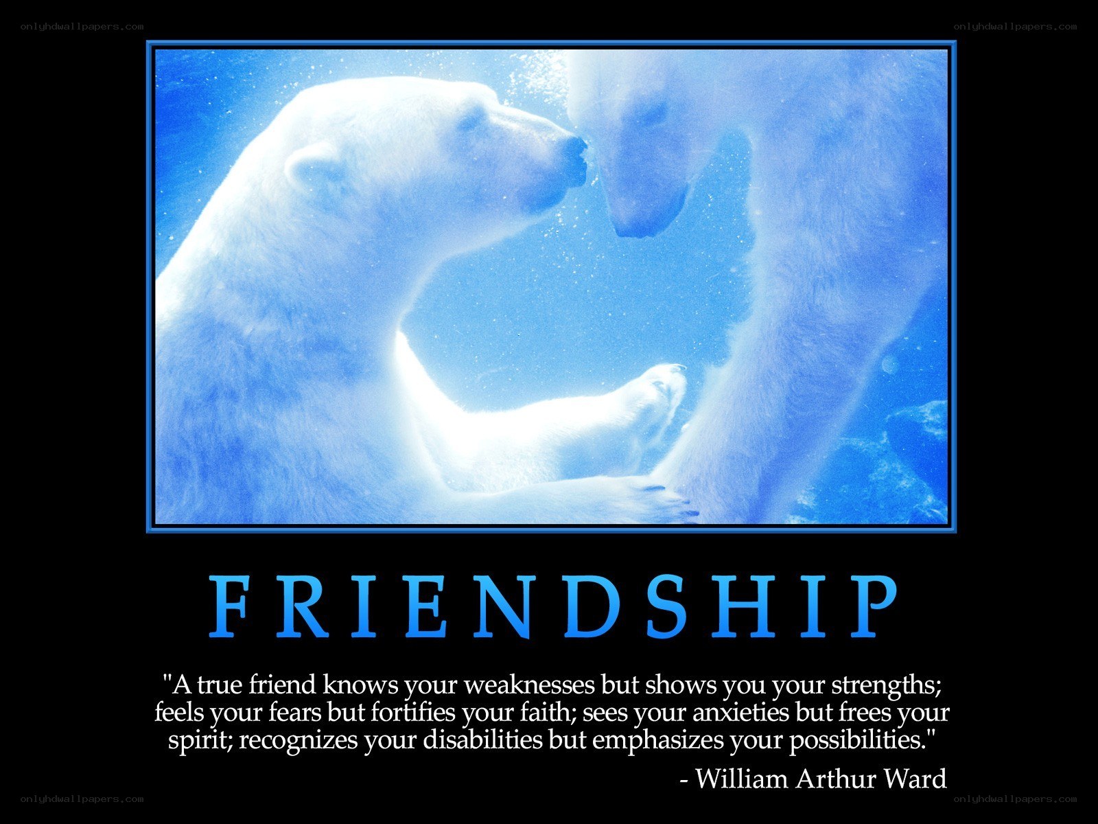 polar bears friendship