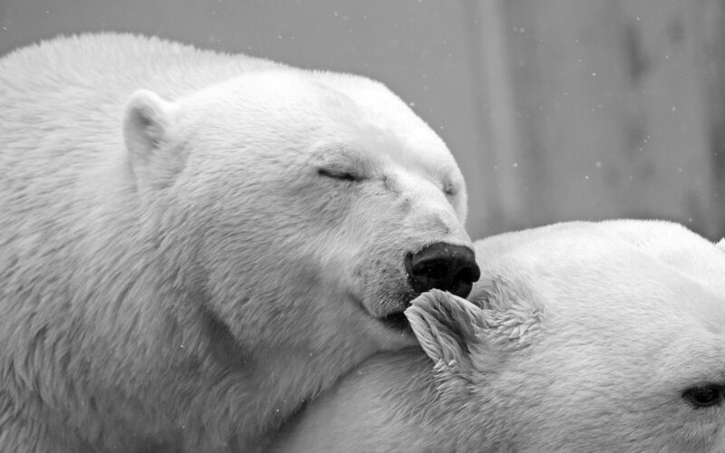 Polar Bears Grooming — Black