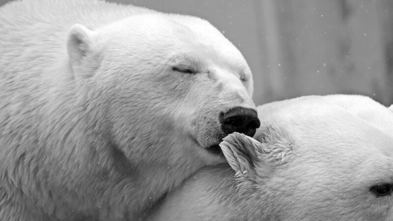 Polar Bears Grooming