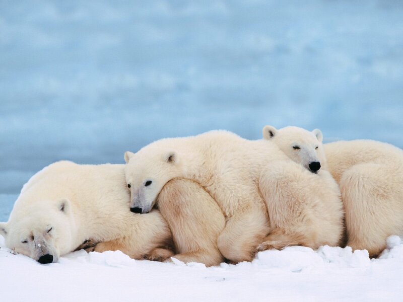 Polar Bears Huddled — White
