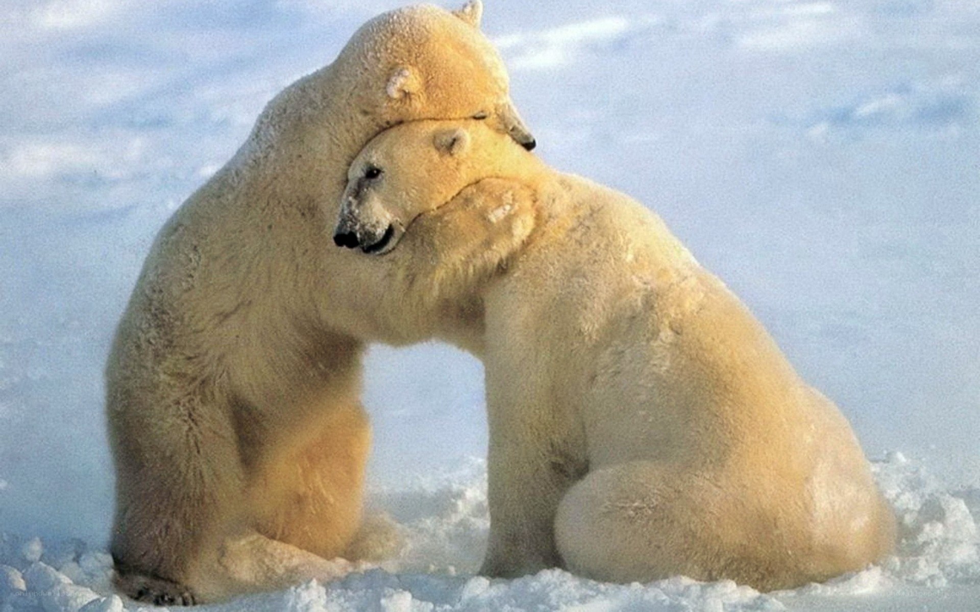 Polar bears hugging in snow