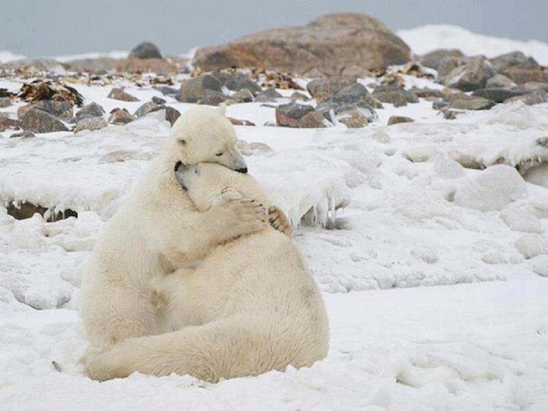 Polar Bears Hugging — White, Calm