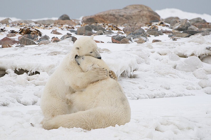 Polar Bears Hugging — White