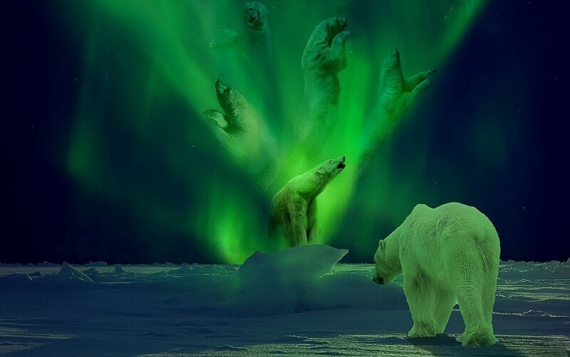 Polar Bears in Aurora — Green