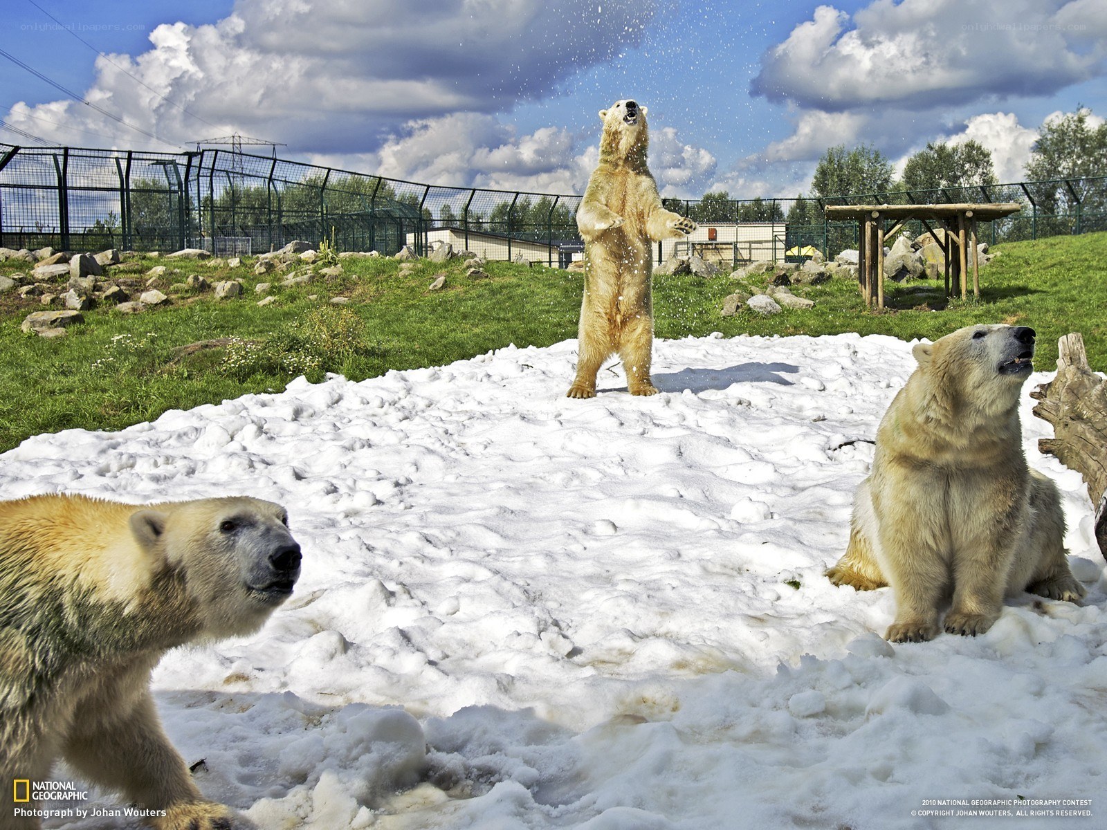 Polar bears in enclosure