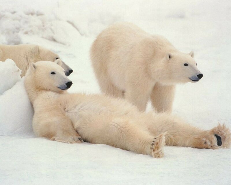 Polar Bears in Snow — Calm