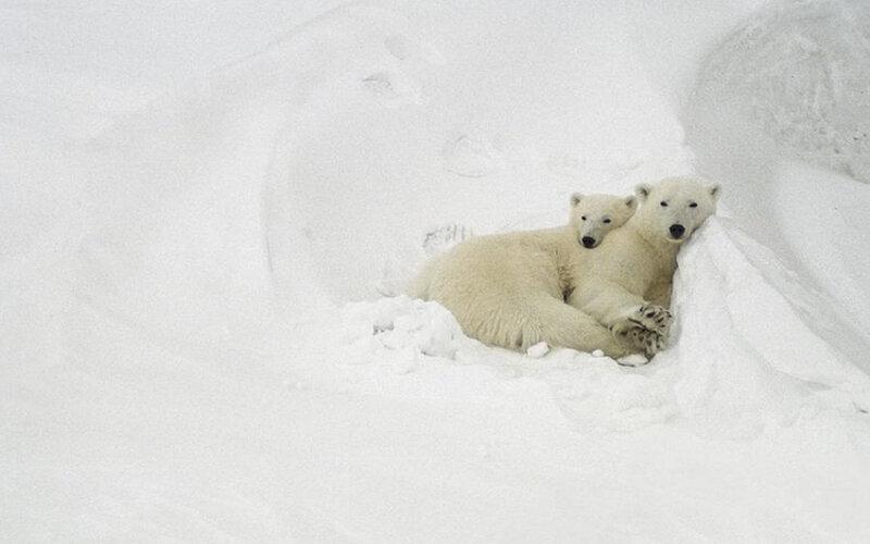 Polar bears in snow den