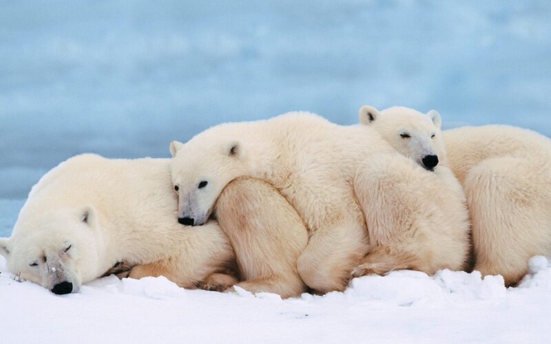 Polar Bears in Snow — White, Calm