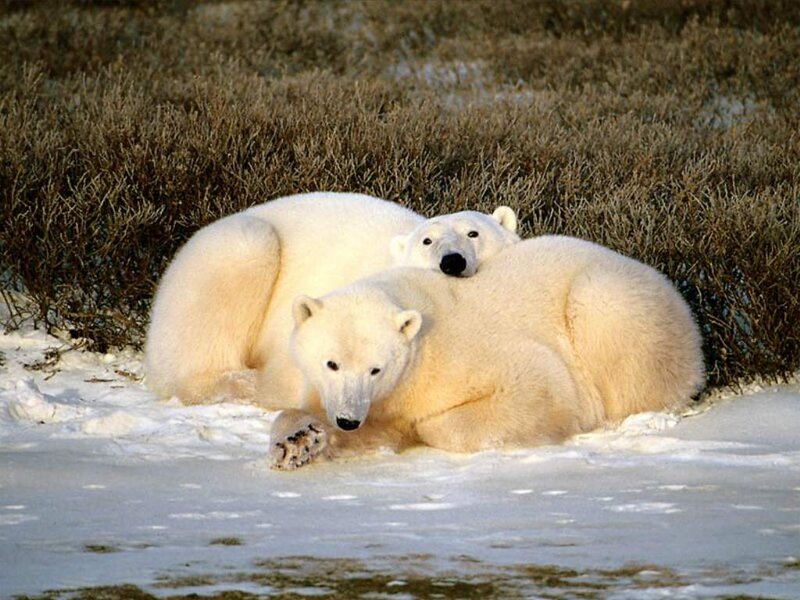 Polar Bears in Snow — White, Calm, Winter, Photograph, Bushes