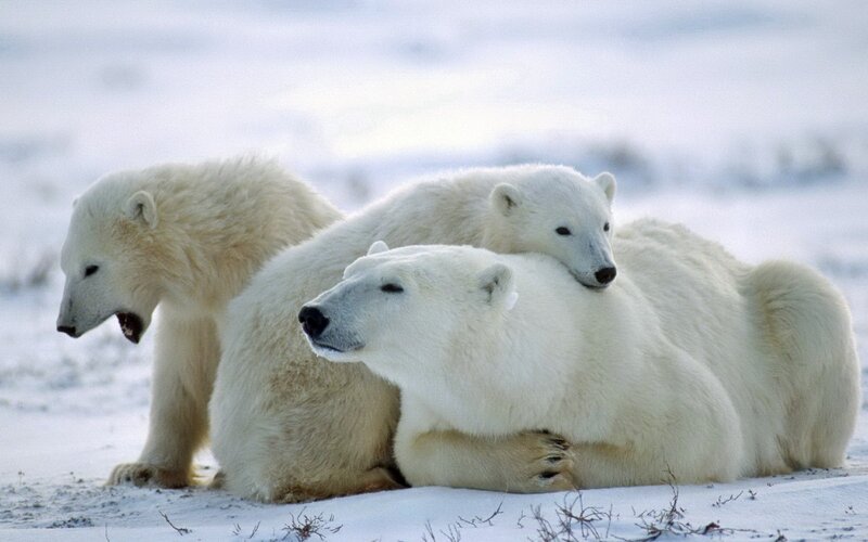 Polar Bears in Snow — White, Calm, Winter