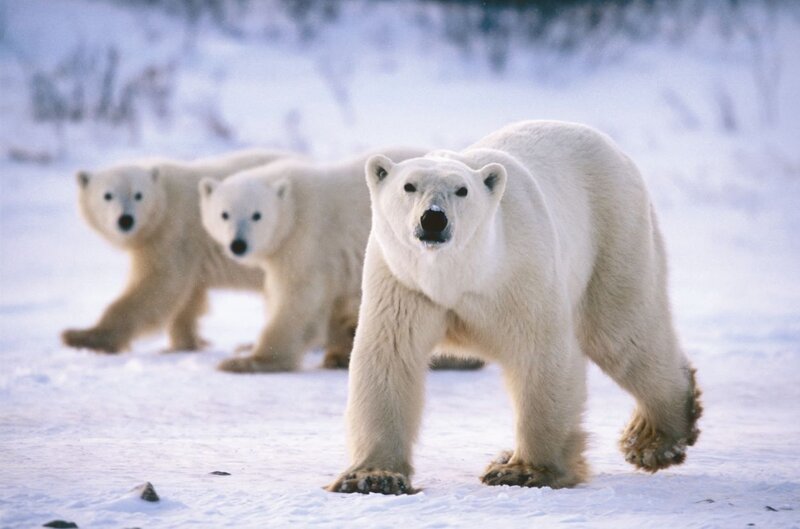 Polar Bears in Snow — White, Cold, Winter, Photograph