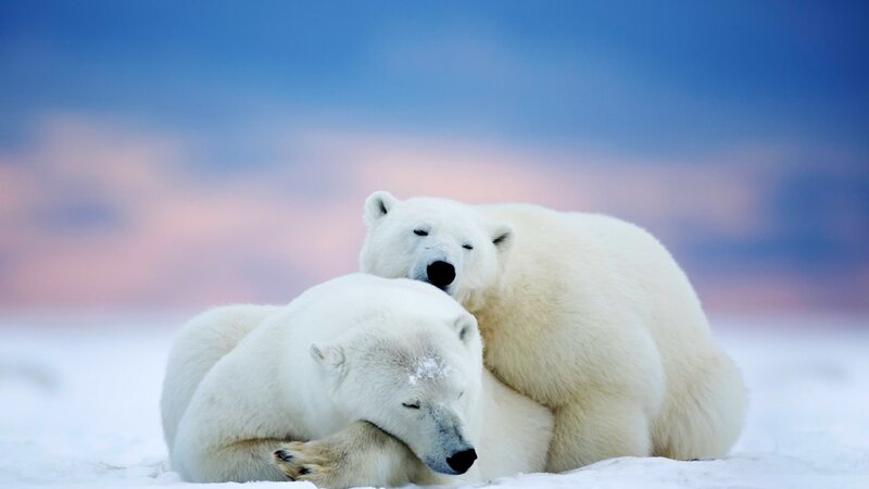 Polar Bears in Snow — White, Serene, Sunset
