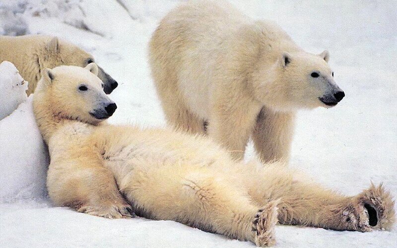 Polar Bears in Snow — Winter