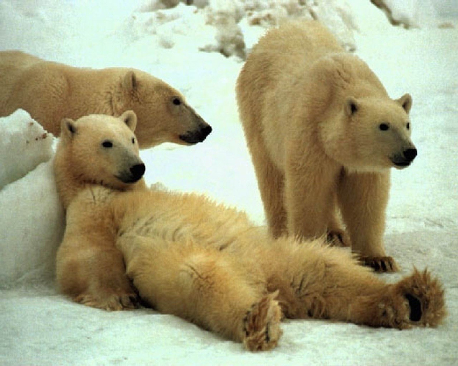 Polar bears in snowy landscape