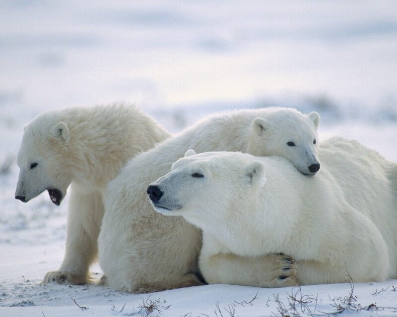 Polar bears in the snow