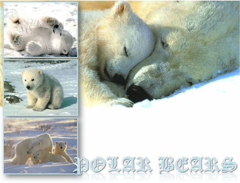 Polar bears in the snow