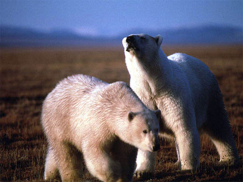 Polar Bears in Tundra
