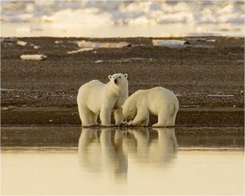 Polar Bears in Water
