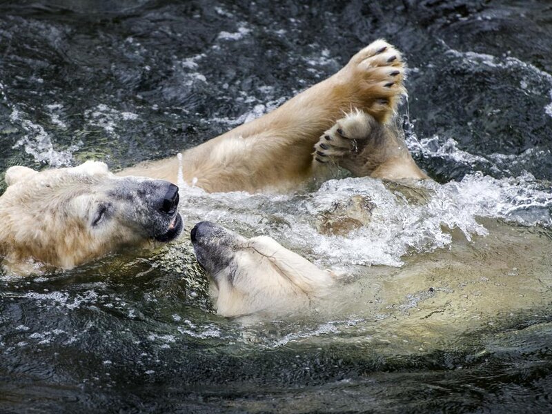 Polar Bears in Water — White