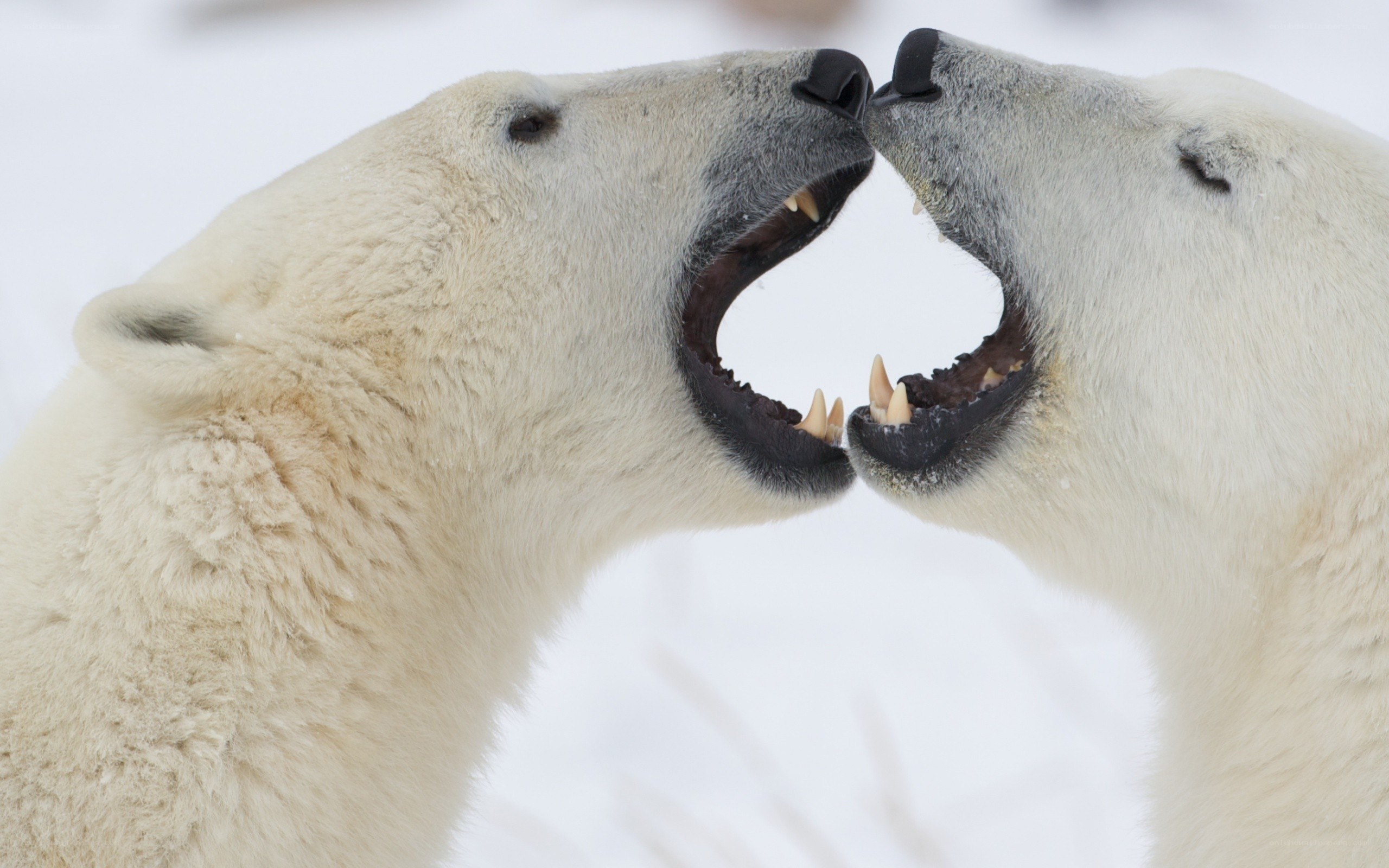 Polar bears interacting in snow