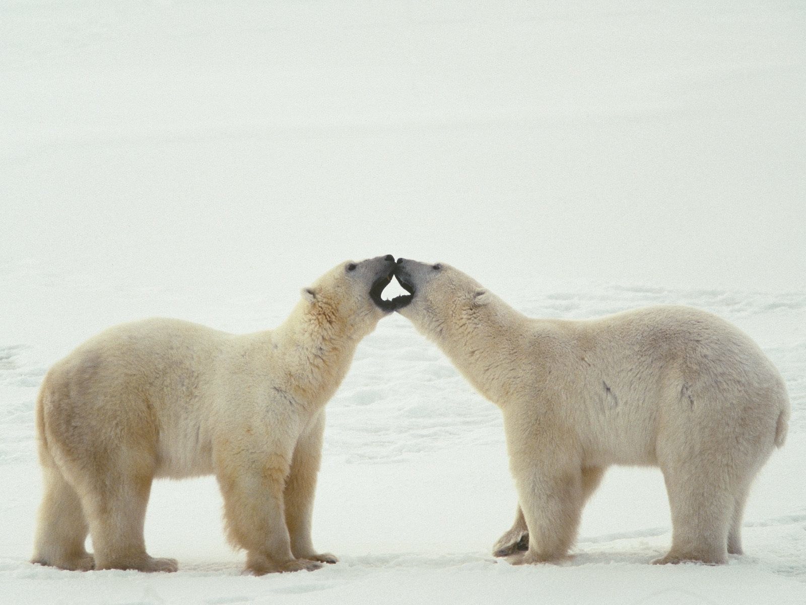 Polar bears interacting on ice