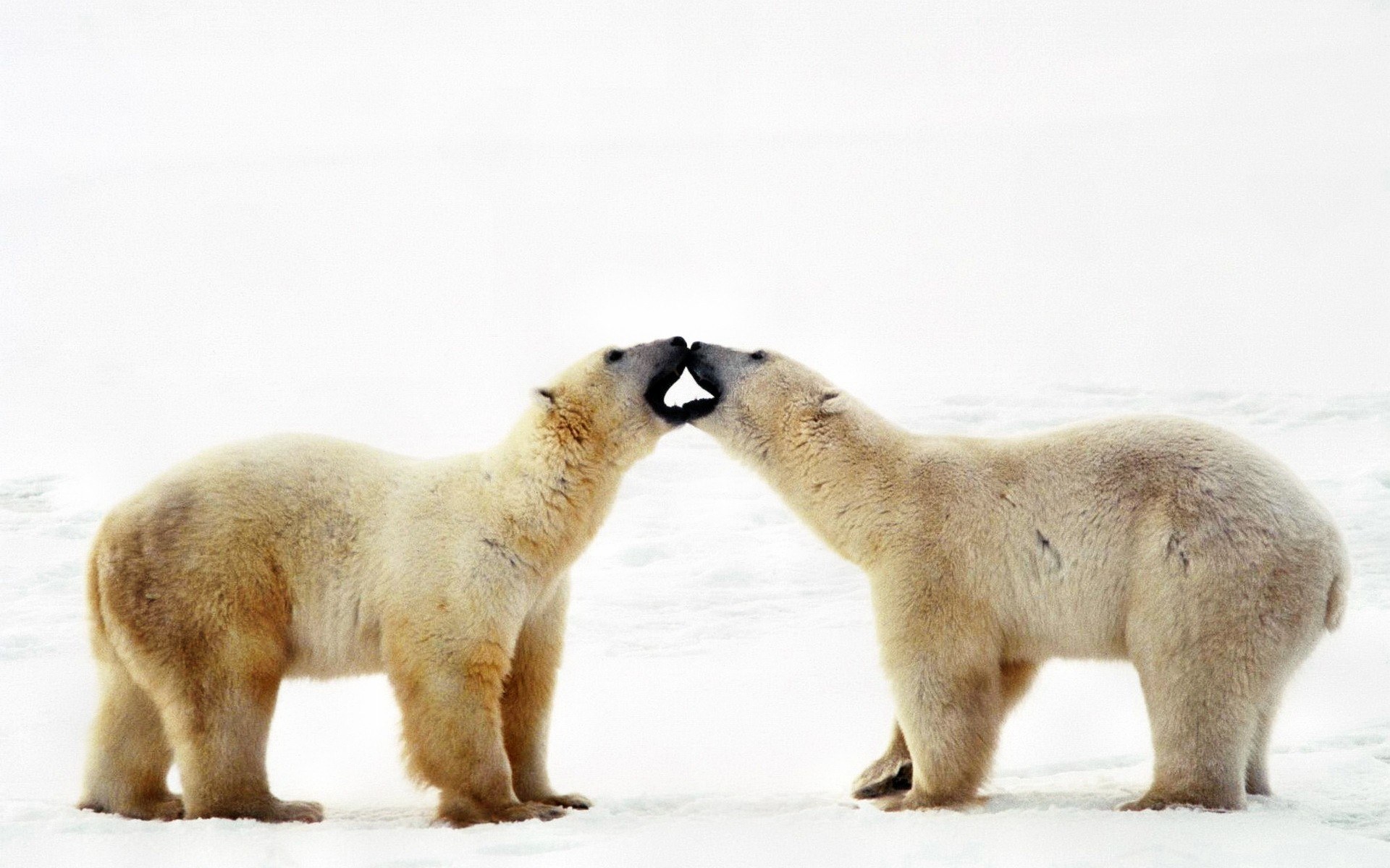Polar bears interacting on ice