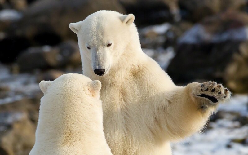 Polar Bears Interacting — White, Natural