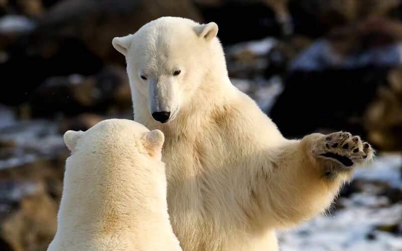 Polar Bears Interacting — White