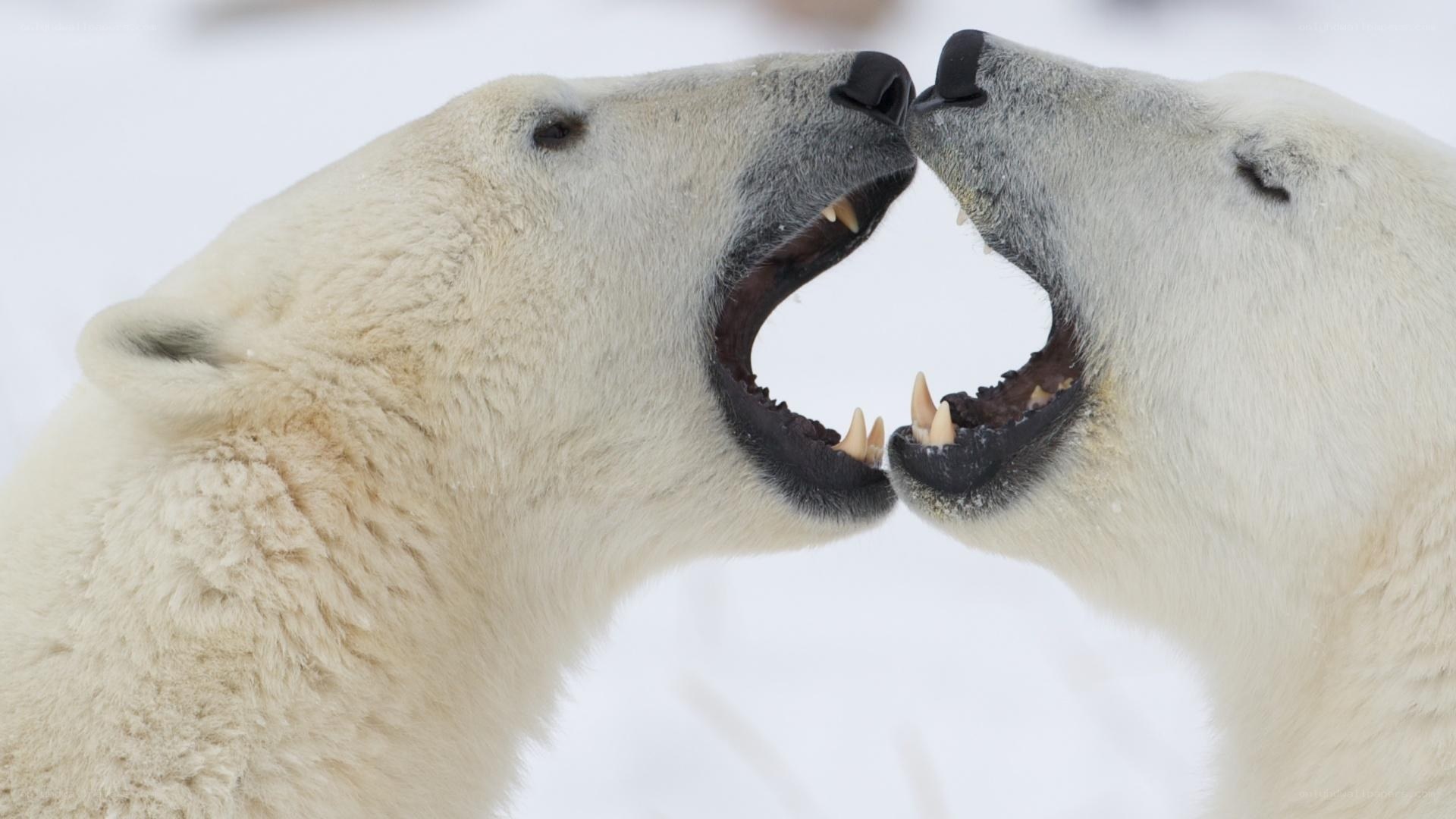 Polar bears interacting
