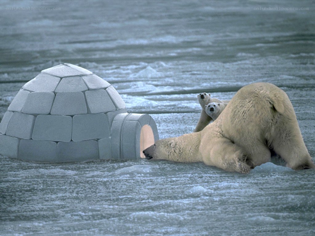 Polar bears near igloo