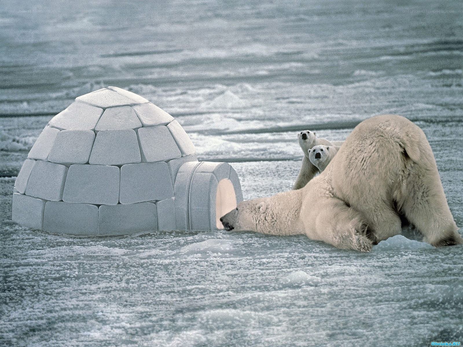 Polar bears near igloo
