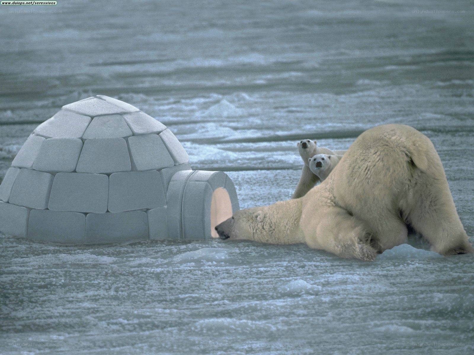 Polar bears near igloo