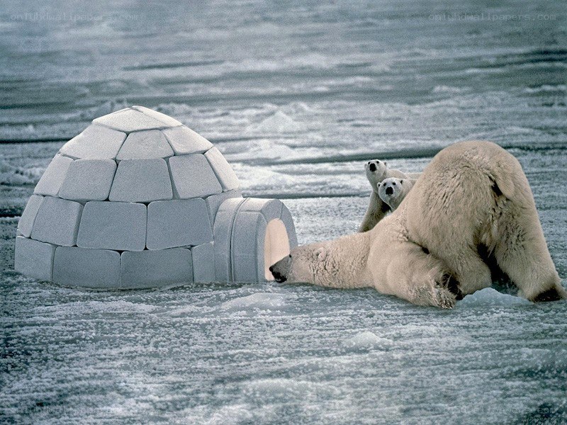 Polar bears near igloo