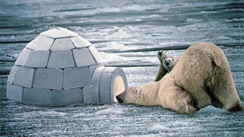Polar Bears Near Igloo — White
