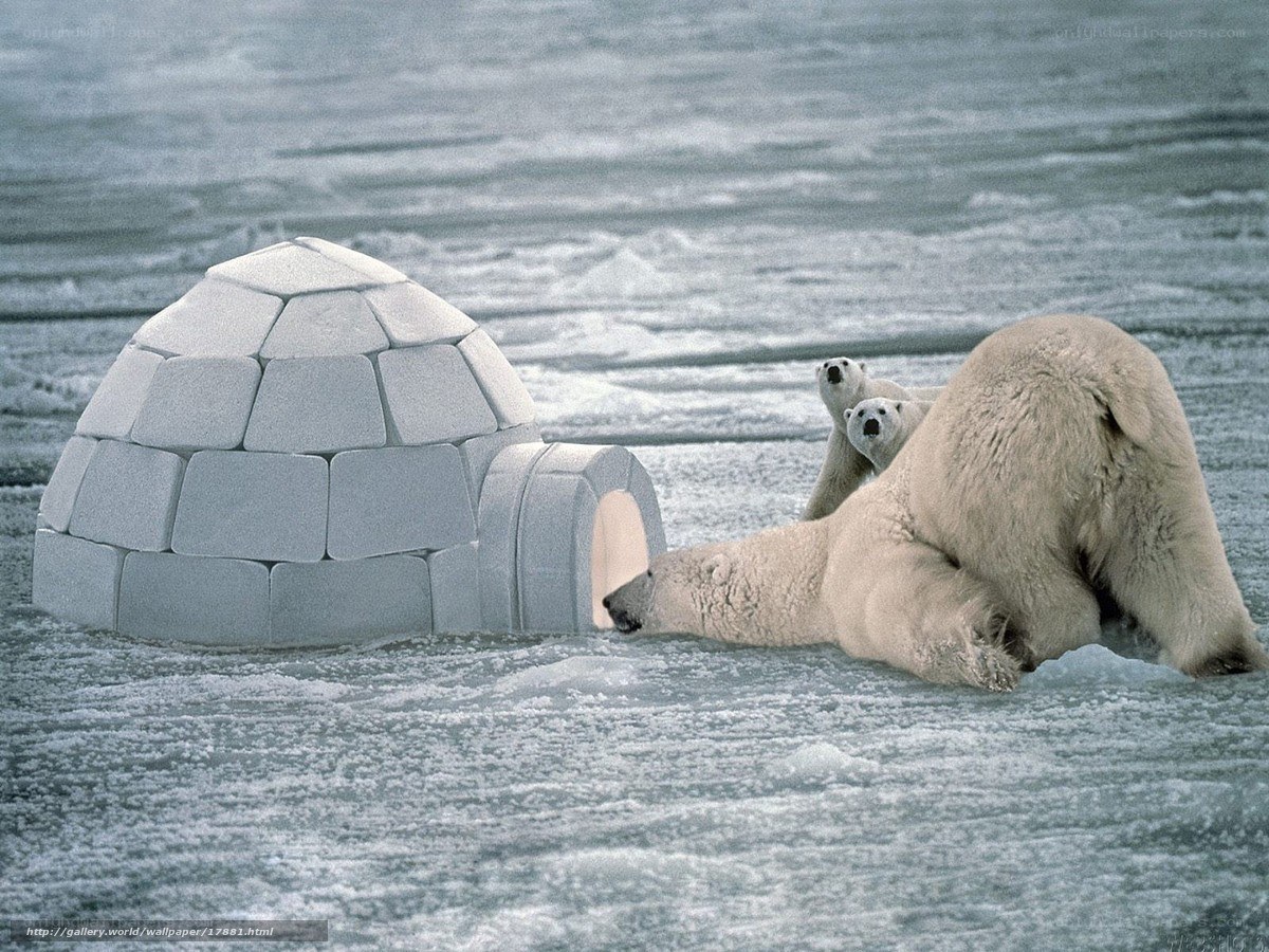 Polar bears near igloo