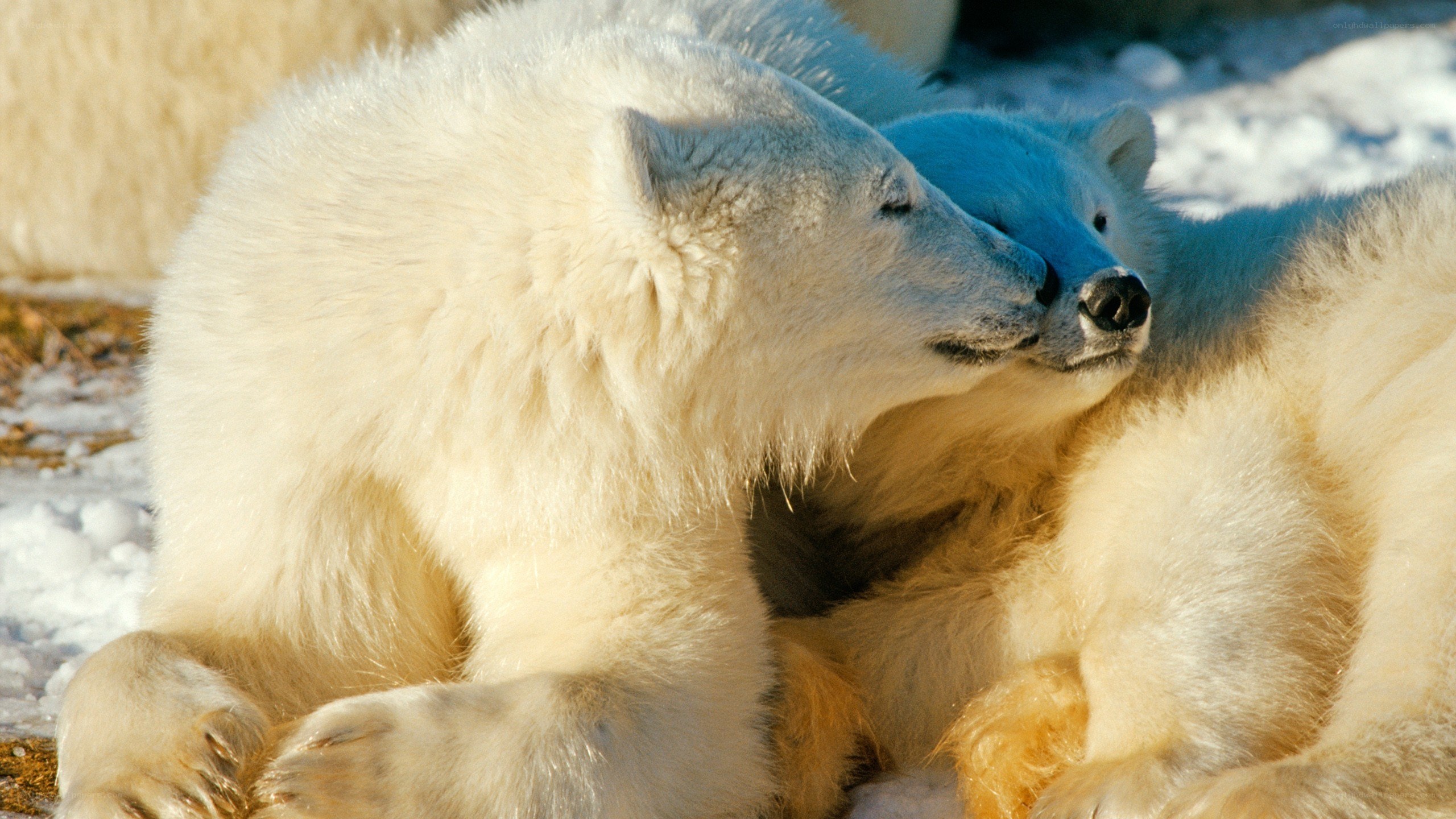 Polar bears nuzzling in snow