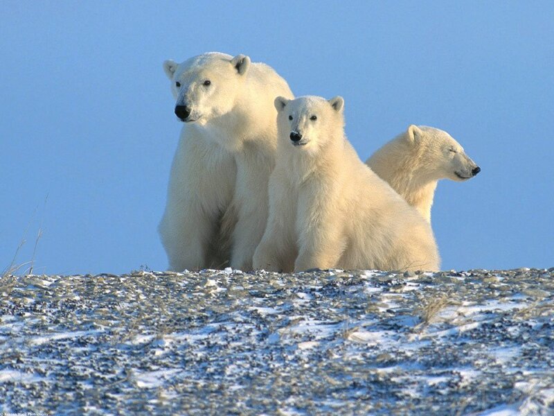 Polar bears on a snowy hill