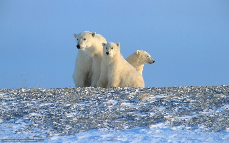Polar bears on a snowy hill