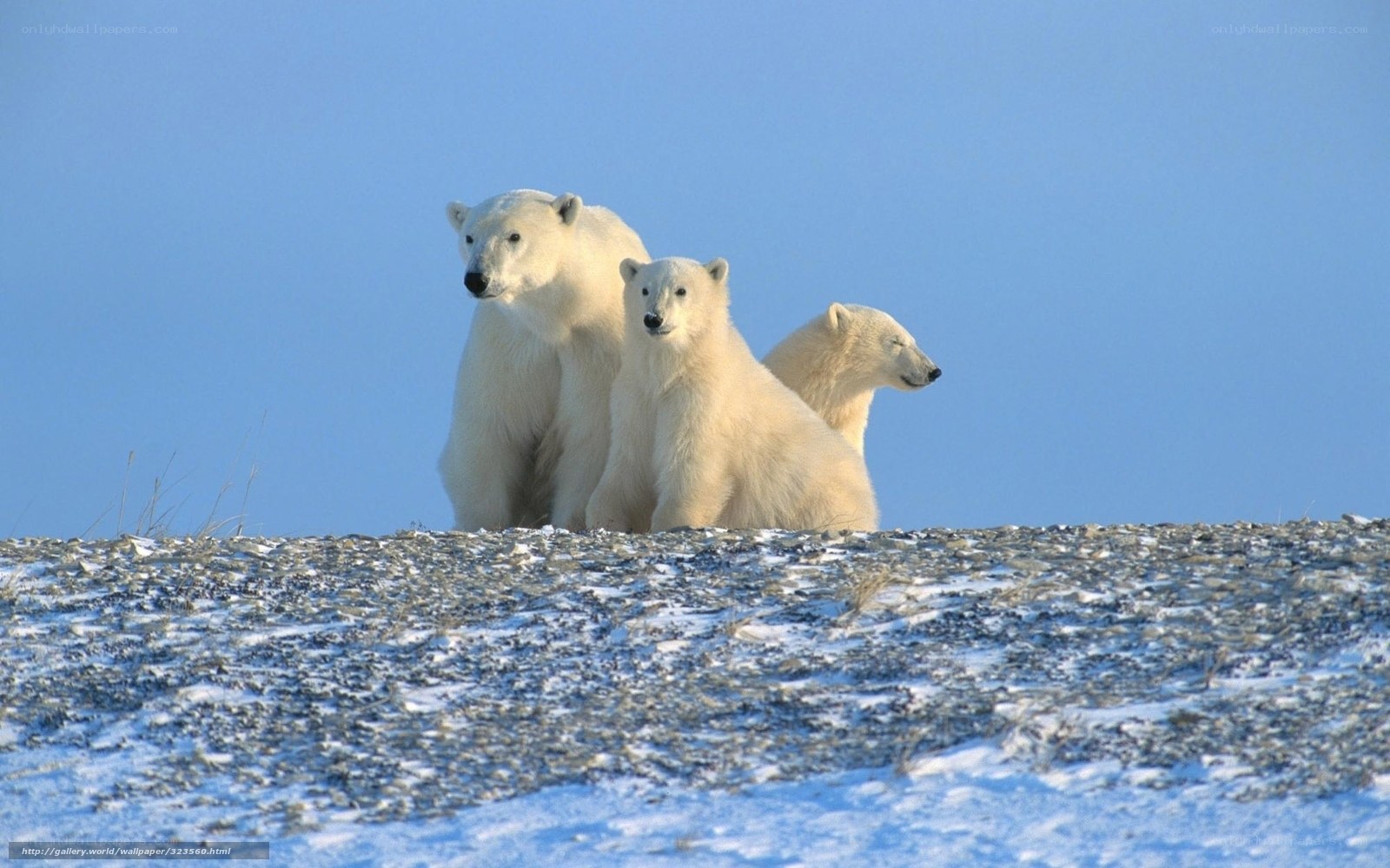 Polar bears on a snowy hill