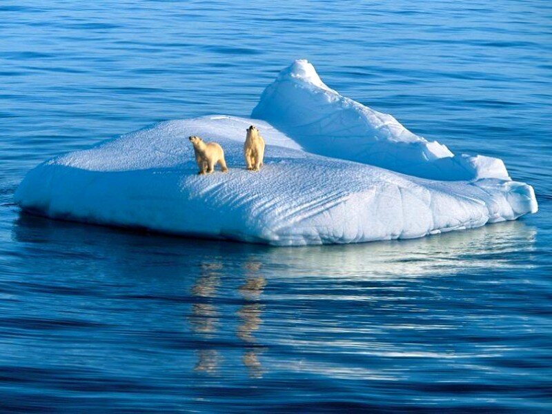 Polar bears on an iceberg
