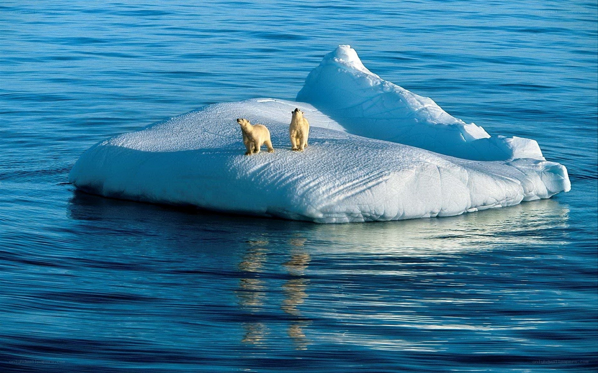 Polar bears on an iceberg
