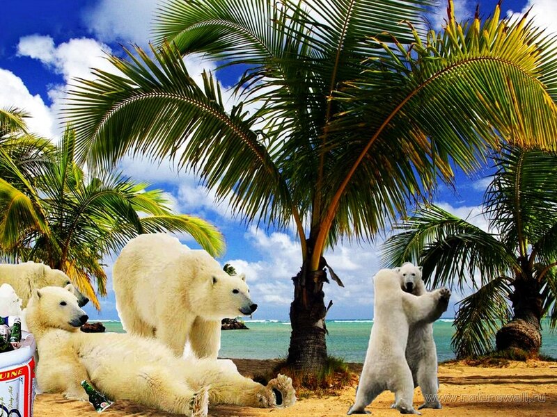 Polar Bears on Beach